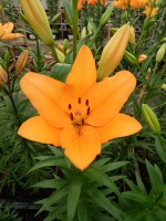 [5088 Talisker No02.JPG]